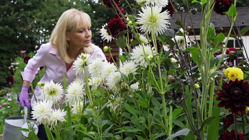 Langsamer Schuss reifer Frauen, die Dahlienblumen im Garten zu Hause gießen stock footage