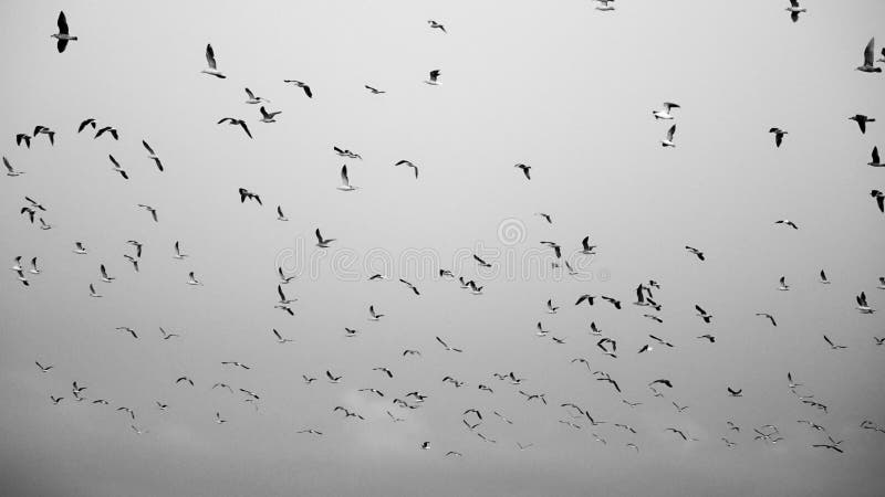 Langsamkeit einer Vogelherde, die mit einem Schwarz-Weiß-Filter in den Himmel fliegt stock footage