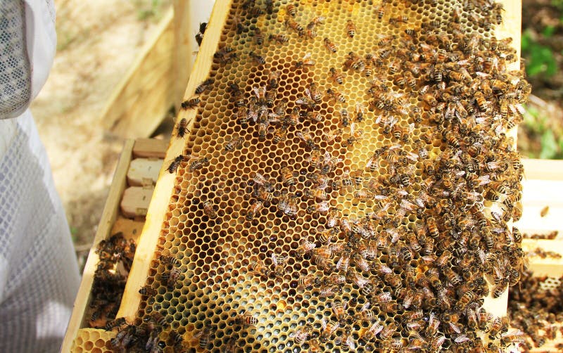 Langstroth Hive Frame with Larva, pollen and Nectar.