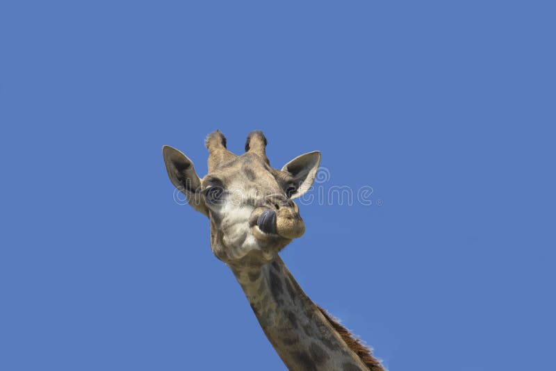 Language the Main Tool Giraffe Stock Photo Image of tongue, tall