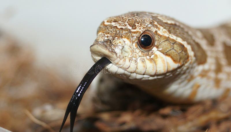 Langue de serpent image stock. Image du sauvage, langue 16662361