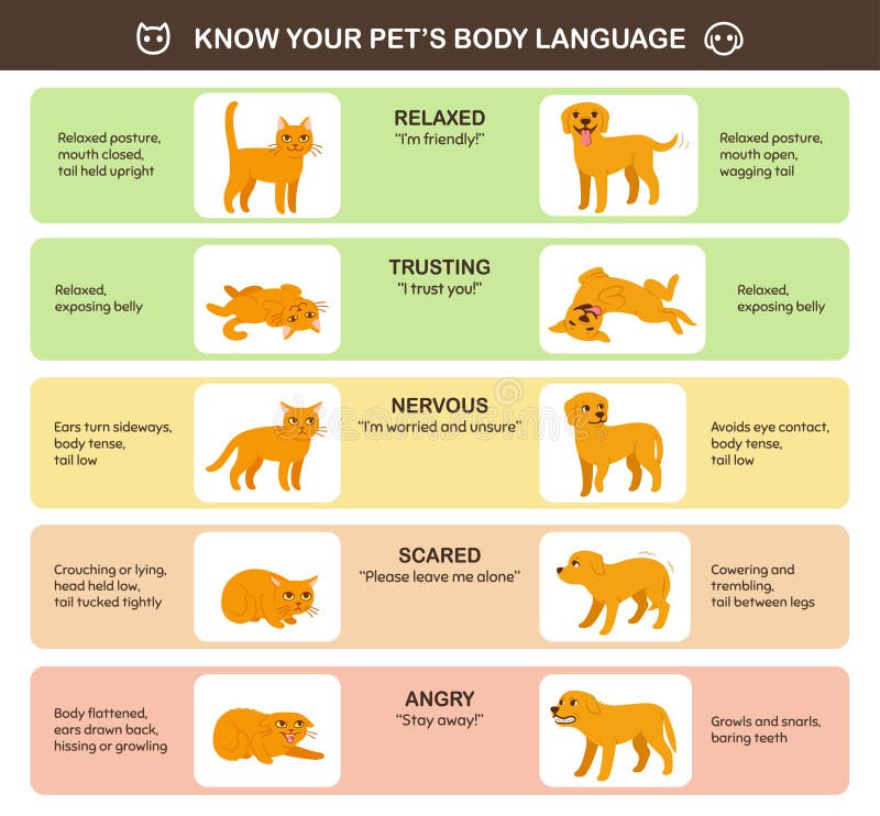 Langue du corps des chats et des chiens