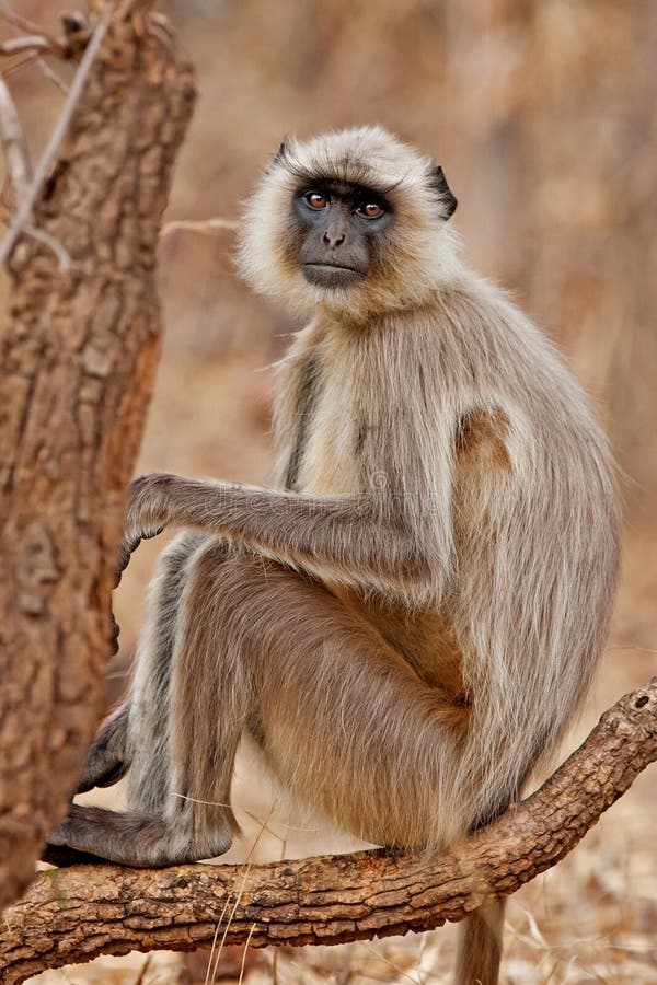 Langur cinzento fotos de stock Langur cinzento fotos de stock
