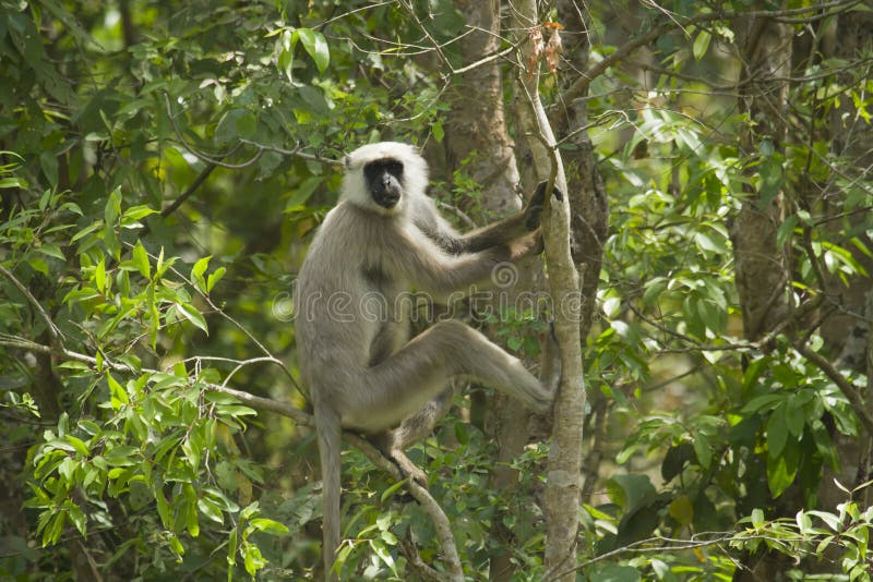 Langur Hanuman садится на насест на дереве на национальном парке Bardia, Непале стоковое фото rf Langur Hanuman садится на насест на дереве на национальном парке Bardia, Непале стоковое фото rf