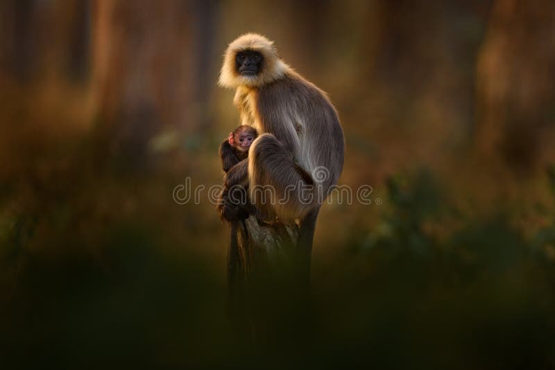 Langur, mother and young. Malabar Sacred Langur jump, Semnopithecus hypoleucos, grey monkey in nature habitat. Langur in the dry forest, evening light in trees, Kabibi Nagarhole NP in India. Asia. Semnopithecus hypoleucos stock images, royalty-free photos and pictures