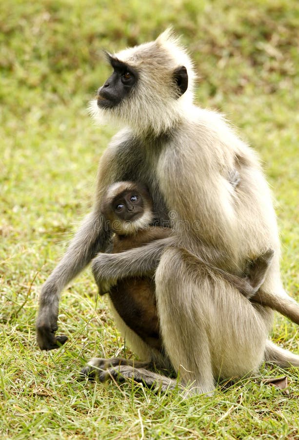 Hanuman langur monkey with baby at muthumalai forest tamil nadu india. Hanuman langur monkey with baby at muthumalai forest tamil nadu india