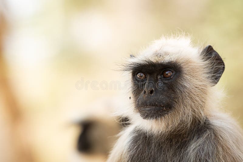 Langurs cinzentos, langurs sagrados, langurs indianos ou langurs de Hanuman, retrato dos macacos do Velho Mundo foto de stock royalty free Langurs cinzentos, langurs sagrados, langurs indianos ou langurs de Hanuman, retrato dos macacos do Velho Mundo foto de stock royalty free