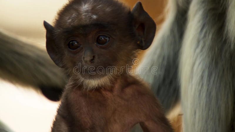 Langurs que vivem na cidade Os povos aqui associam langurs com o senhor hindu Hanuman do deus e honrar-los, Jodhpur, Índia foto de stock royalty free Langurs que vivem na cidade Os povos aqui associam langurs com o senhor hindu Hanuman do deus e honrar-los, Jodhpur, Índia foto de stock royalty free