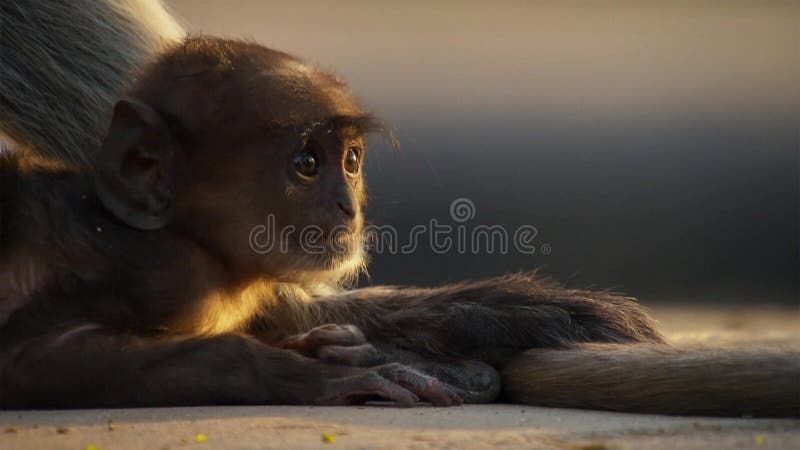 Langurs que vivem na cidade Os povos aqui associam langurs com o senhor hindu Hanuman do deus e honrar-los, Jodhpur, Índia imagem de stock royalty free Langurs que vivem na cidade Os povos aqui associam langurs com o senhor hindu Hanuman do deus e honrar-los, Jodhpur, Índia imagem de stock royalty free