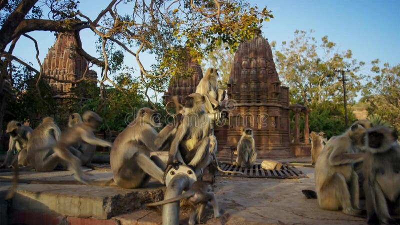 Langurs que vivem na cidade Os povos aqui associam langurs com o senhor hindu Hanuman do deus e honrar-los, Jodhpur, Índia foto de stock royalty free Langurs que vivem na cidade Os povos aqui associam langurs com o senhor hindu Hanuman do deus e honrar-los, Jodhpur, Índia foto de stock royalty free