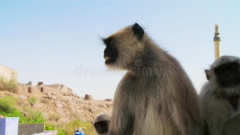 Langurs живя в городе Люди здесь связывают langurs с индусским лордом Hanuman бога и revere они, Джодхпур, Индия стоковая фотография rf Langurs живя в городе Люди здесь связывают langurs с индусским лордом Hanuman бога и revere они, Джодхпур, Индия стоковая фотография rf