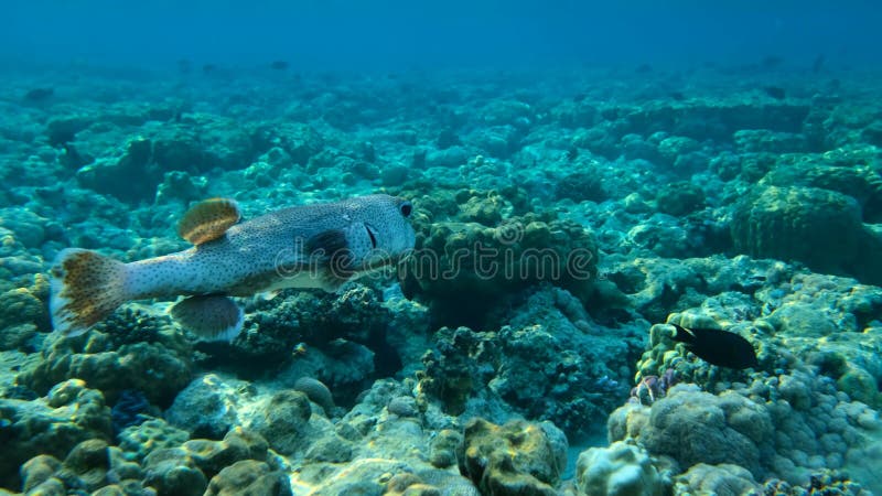 Langzame beweging porcupinefish zwemt over koraalrif. gespikkelde porcupine-diodon hystrix