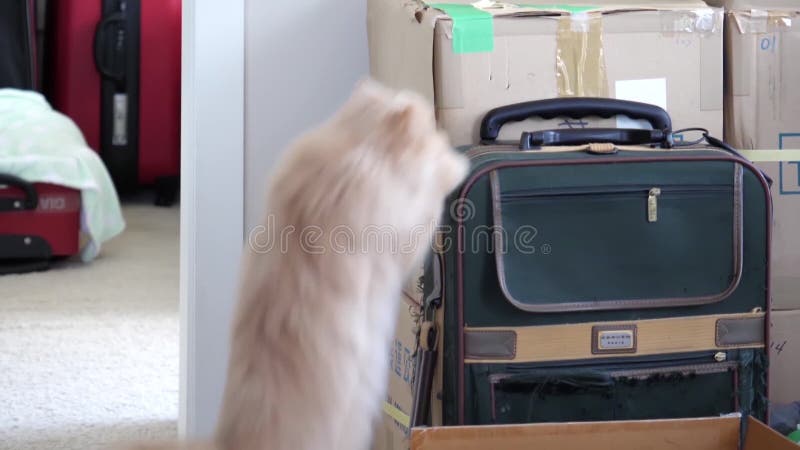Langzame beweging van perzische kat die op een bagage springt