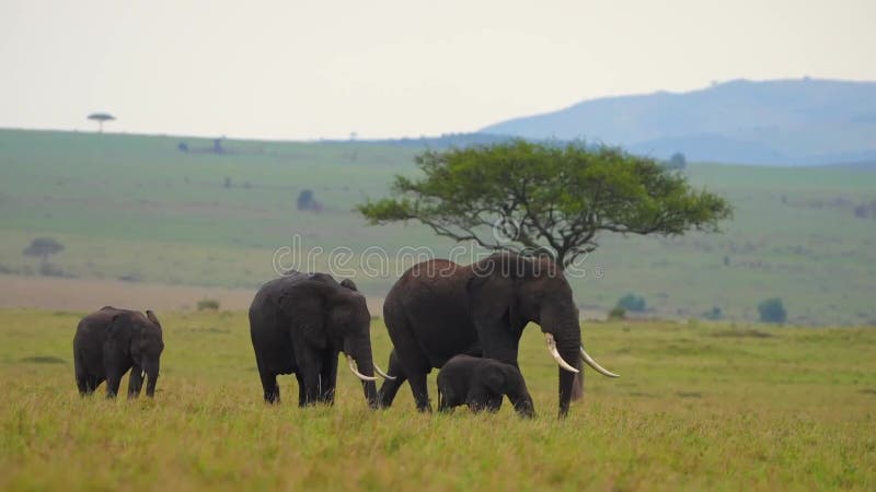 Langzame bewegingsbeelden van een kudde afrikaanse wilde langzame bewegingsbeelden van wilde afrikaanse olifanten die in het bos l