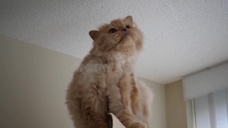 Langzame motie die van Perzische kat een jeukerig deel krassen
