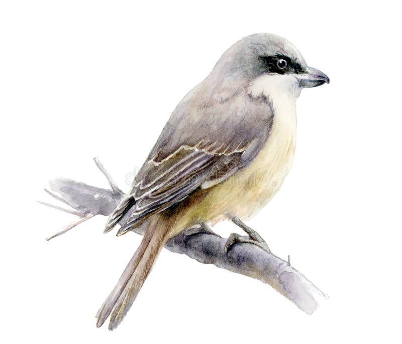 Lanius bird watercolor hand drawn illustration. Isolated on white.