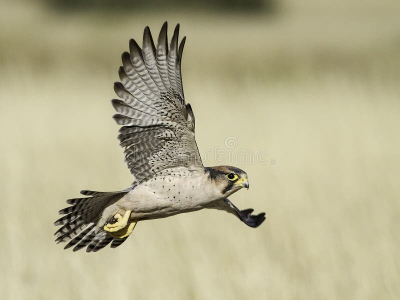 Lanner Falcon in Flight Landing Near Water Stock Image Image of