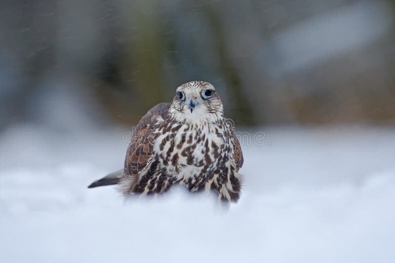 Lanner Falcon, bird of prey with snowflake in cold winter, snow in the forest, animal in the nature habitat, France