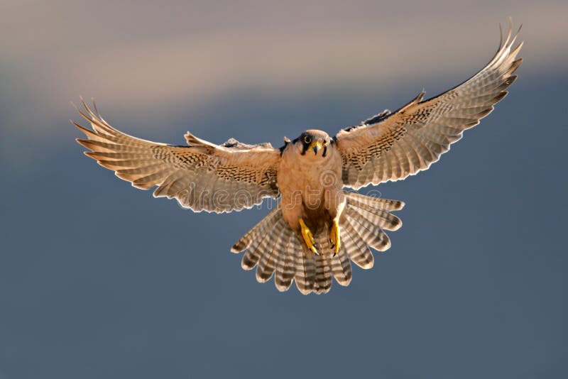 Un Falco pellegrino (Falco peregrinus) atterraggio con le ali aperte.