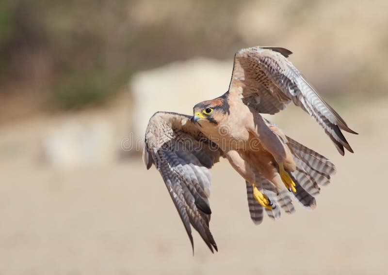 Lanner Falcon photographed taking off in the Kalahari. Lanner Falcon photographed taking off in the Kalahari
