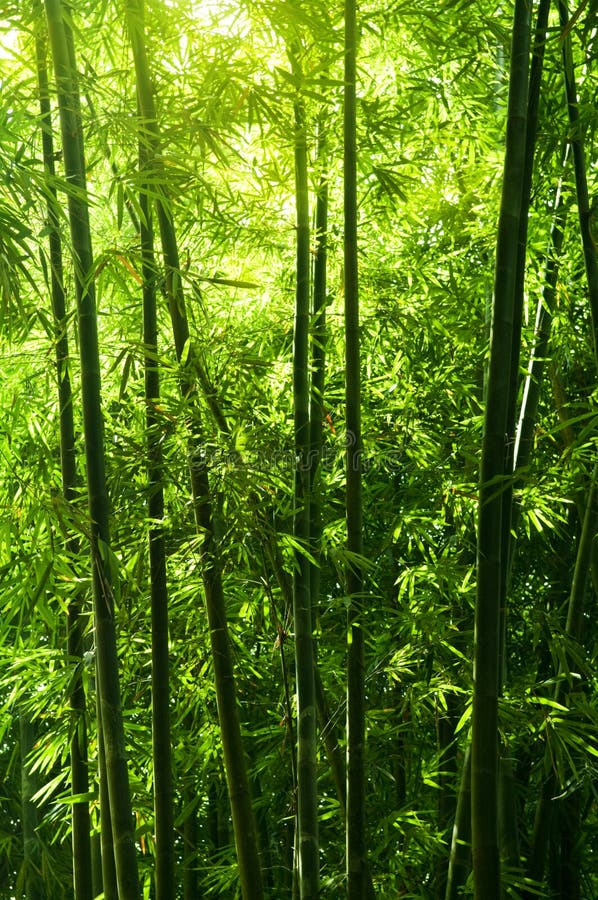 Lanscape of Bamboo Tree in Tropical Rainforest Stock Image Image of grass, beautiful 135575715