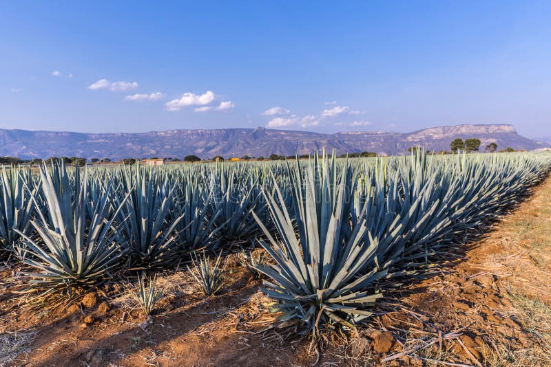 Pianta Di Tequilana Dell'agave Per Il Liquore Messicano Di Tequila