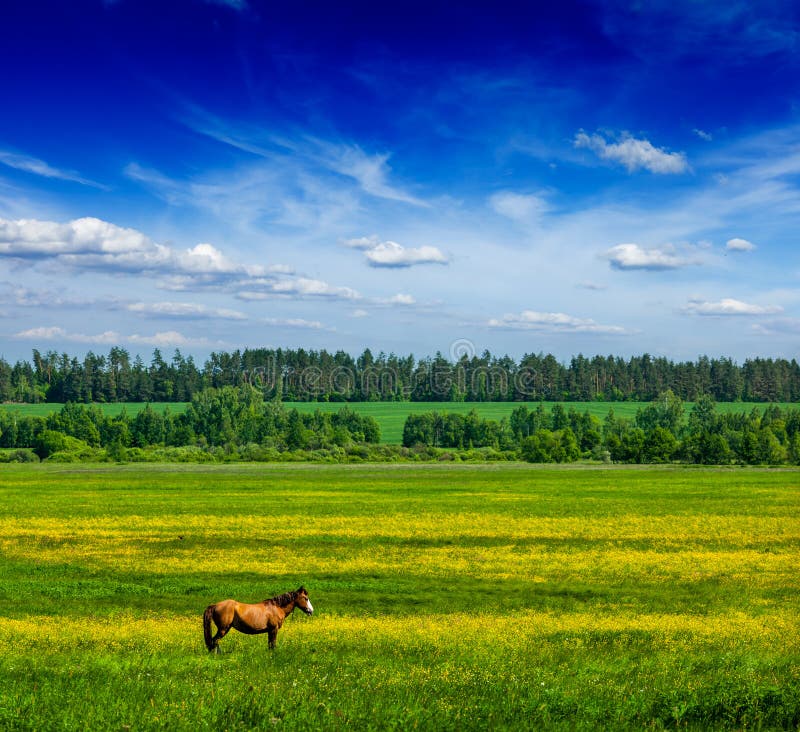 Lanscape di paesaggio del campo di verde di estate della primavera con il cavallo immagini stock Lanscape di paesaggio del campo di verde di estate della primavera con il cavallo immagini stock