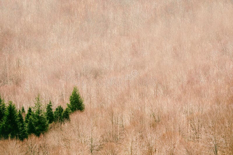 are-cedar-trees-evergreen-or-deciduous-deciduous-trees-shed-their