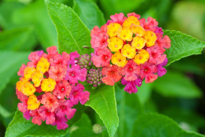 Lantana camara