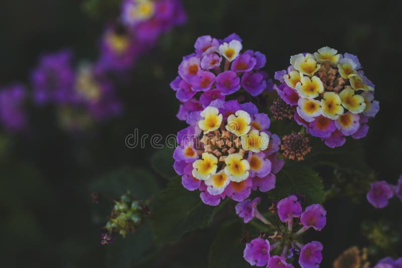 146 Sage Colored Flowers Stock Photos Free & RoyaltyFree Stock Photos from Dreamstime