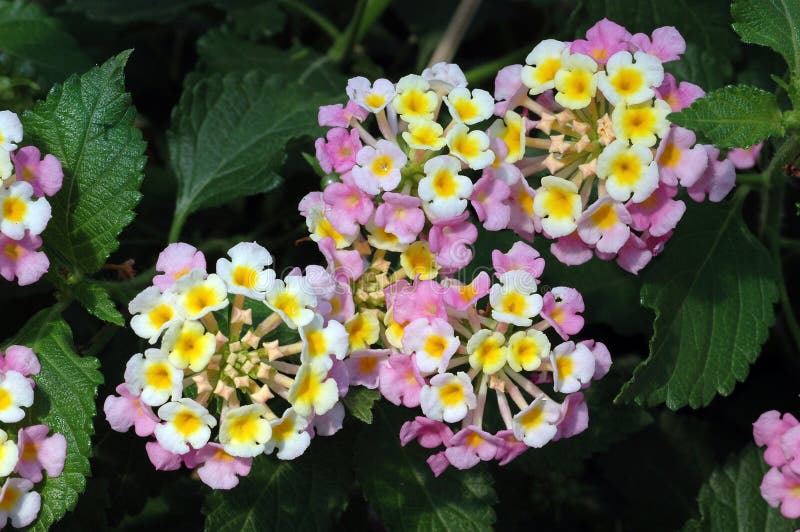 Lantana cor-de-rosa e amarelo foto de stock Lantana cor-de-rosa e amarelo foto de stock