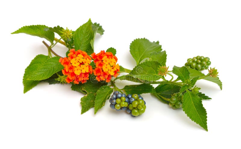 Lantana, common names are shrub verbenas or lantanas. Isolated. Lantana, common names are shrub verbenas or lantanas. Isolated.