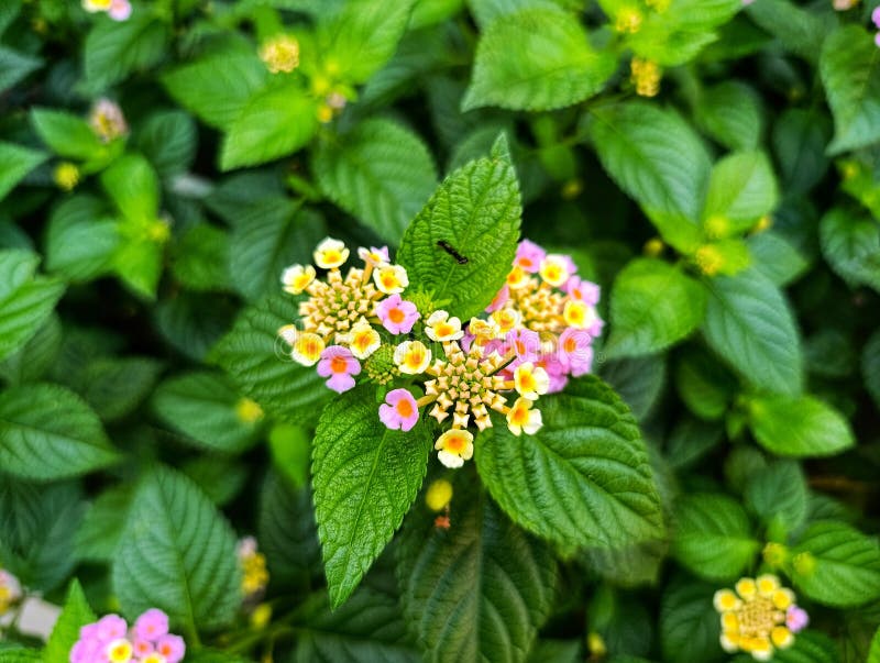 Lantana Flowers met een klein insect op Leaf stock foto