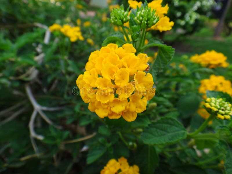 Lantana flowers - Yellow stock photo. Image of agriculture - 104258922