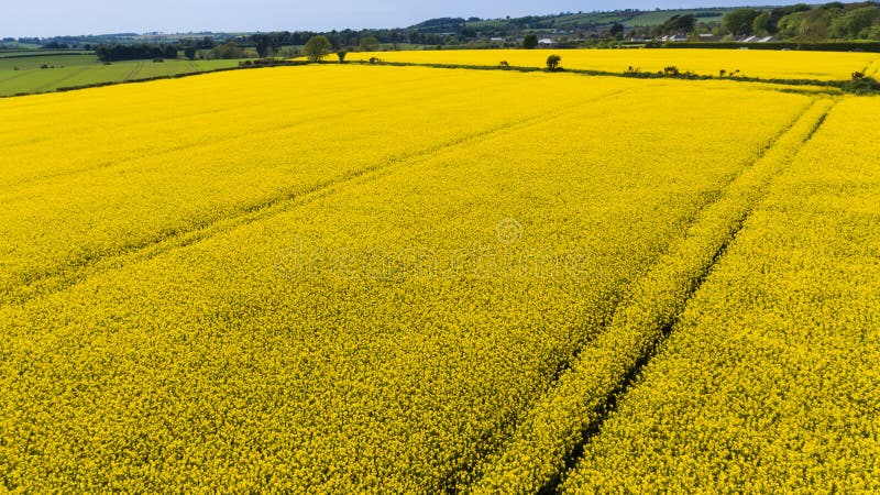 Lantbruk Raps Canola, Biodieselskörd ireland royaltyfri bild