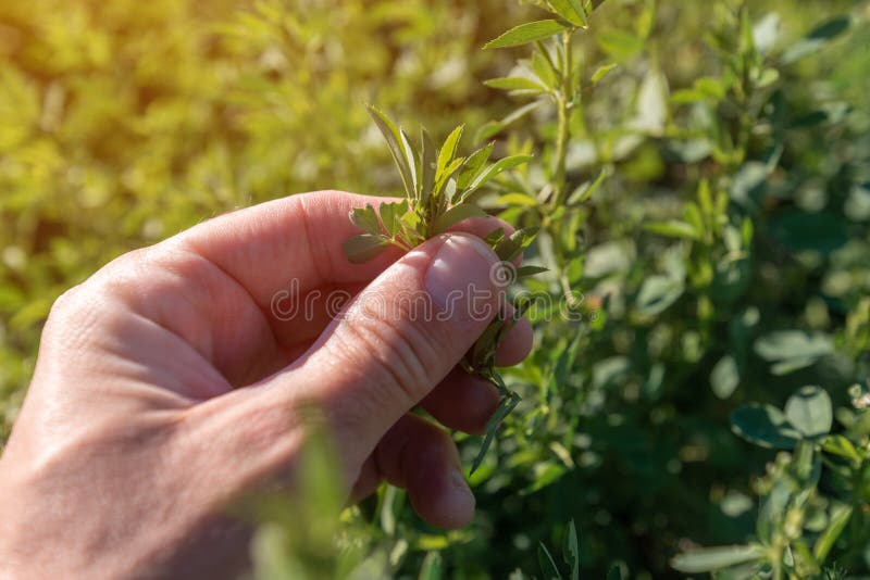 Lantbrukare som undersöker lusern alfalfa-grödor på åkrar nära handjur royaltyfri fotografi