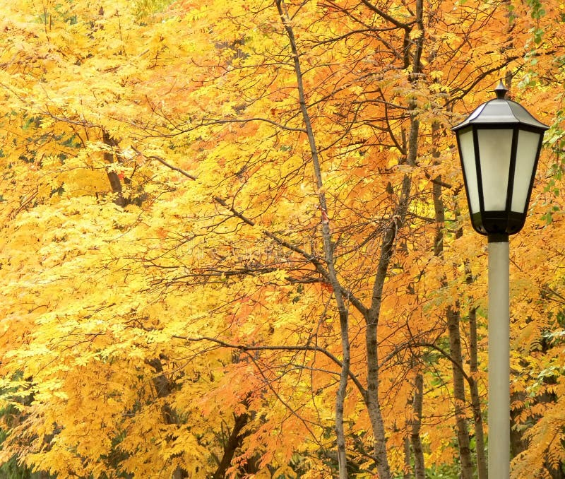 Lantern against autumn yellow trees.