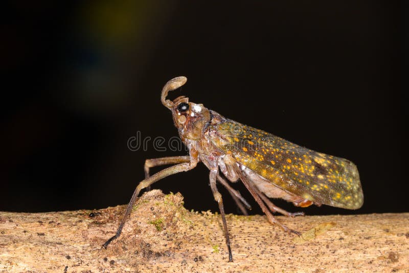 Lantern Bug Lanternbug Jungle Rainforest Stock Image Image of lantern