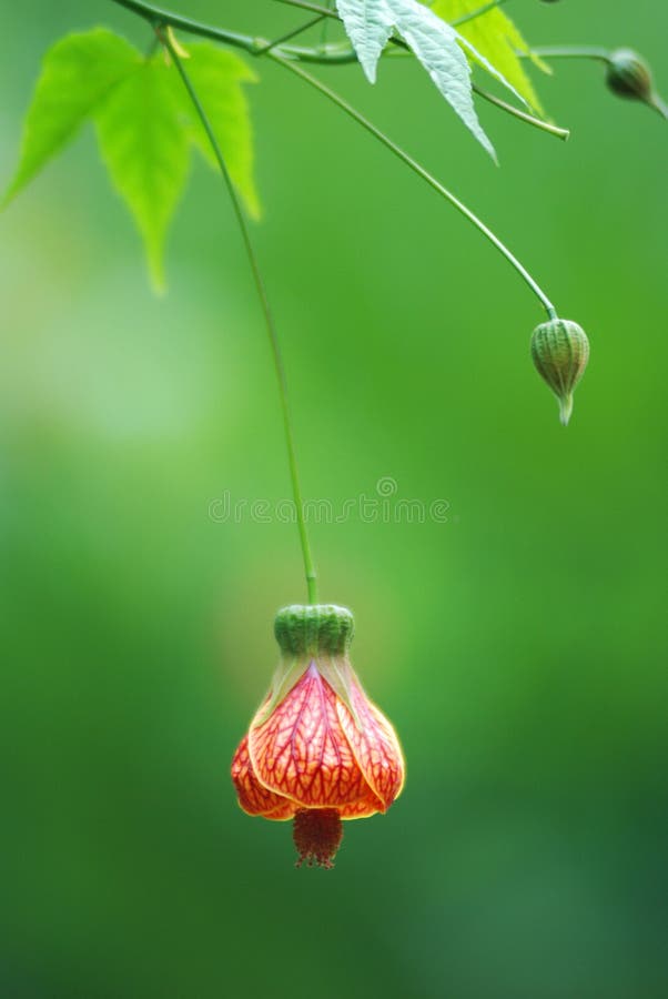 The lantern flower