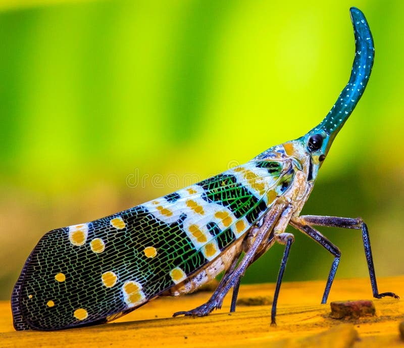 The Lantern Fly stock image The Lantern Fly stock image