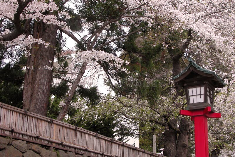 Lanterne japonaise au printemps images libres de droits Lanterne japonaise au printemps images libres de droits
