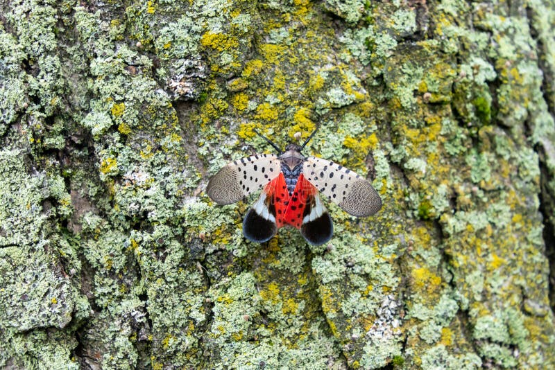 Lanternfly lycorma delicatula un parassita invasivo tiene aperte le ali esponendo le sue brillanti risonanze rosse