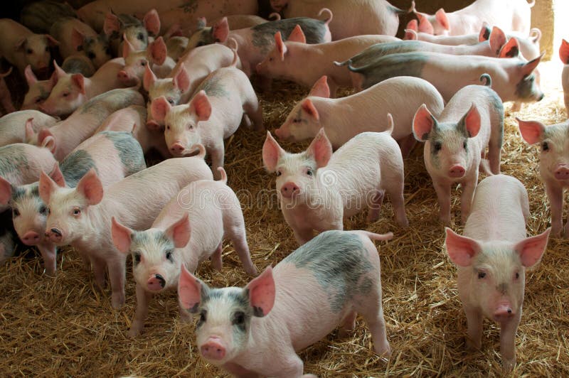 lantgårdpigs arkivbilder lantgårdpigs arkivbilder
