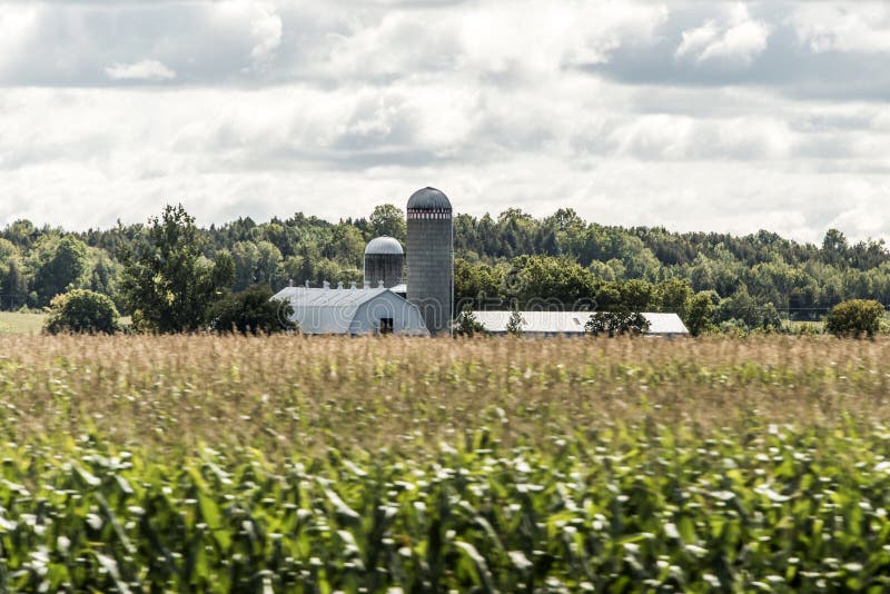 Lantlig Ontario lantgård med Kanada för djur för ladugårdsilolagring det åkerbruka lantbruket royaltyfria bilder Lantlig Ontario lantgård med Kanada för djur för ladugårdsilolagring det åkerbruka lantbruket royaltyfria bilder