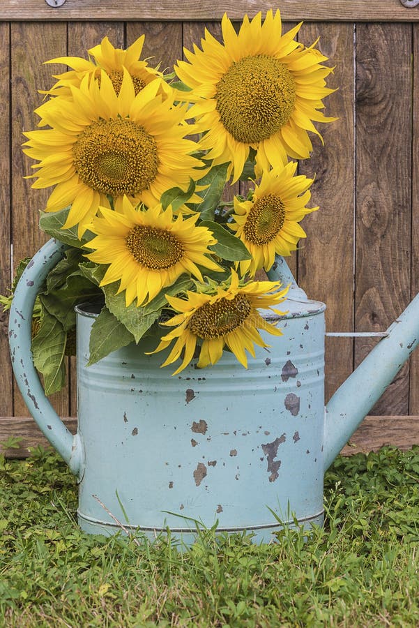 Lantligt sommarstilliv med solrosor royaltyfri fotografi Lantligt sommarstilliv med solrosor royaltyfri fotografi