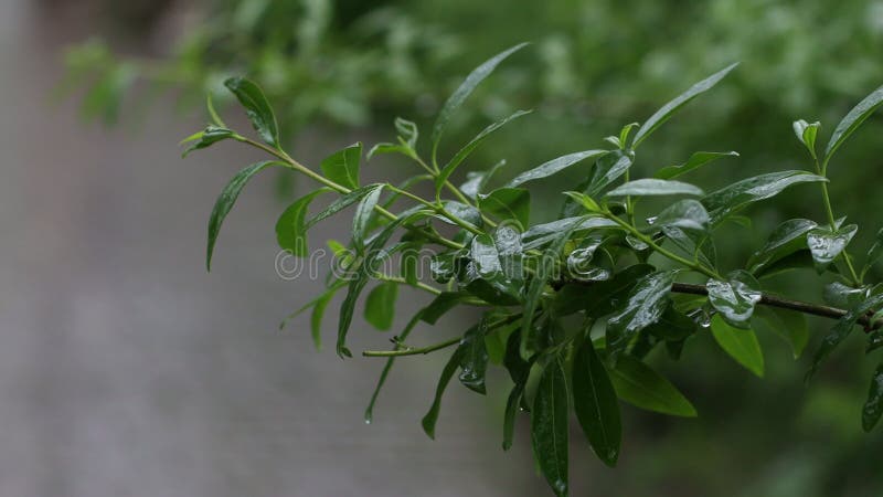Lanza agua sobre hojas de plantas verdes después de llover en la naturaleza. metrajes