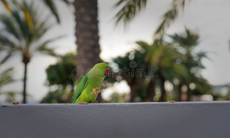 Lanzarote green parrot eating a cracker. stock images