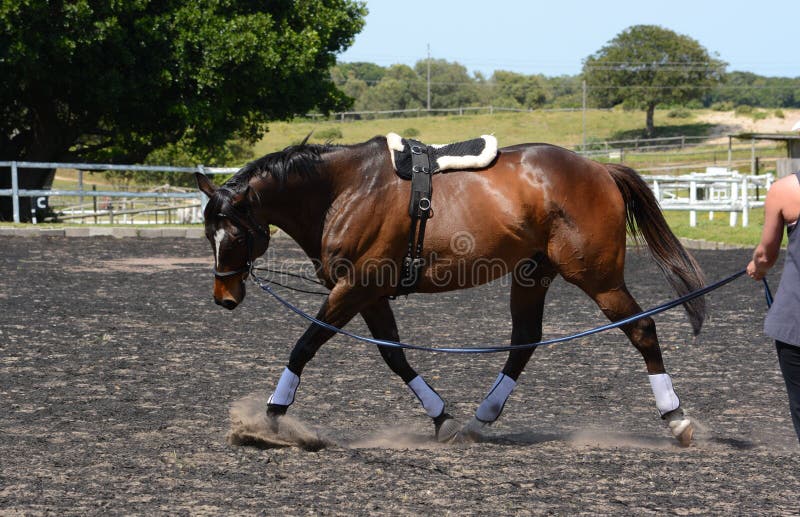 Outdoor full body side view of a bay horse gelding being lunged by his owner in the dressage arena. Outdoor full body side view of a bay horse gelding being lunged by his owner in the dressage arena.
