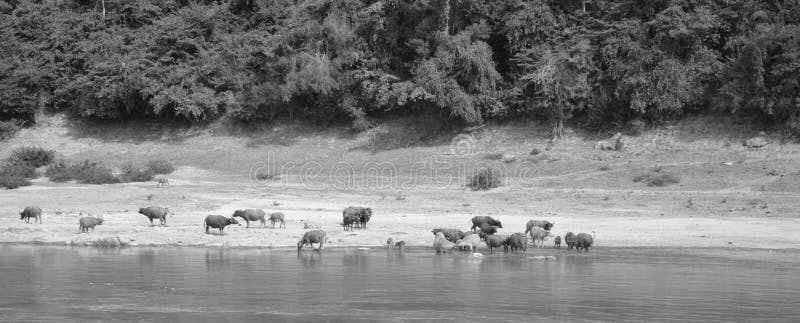 Laowasser buffalows, die ein Bad dem Mekong nehmen