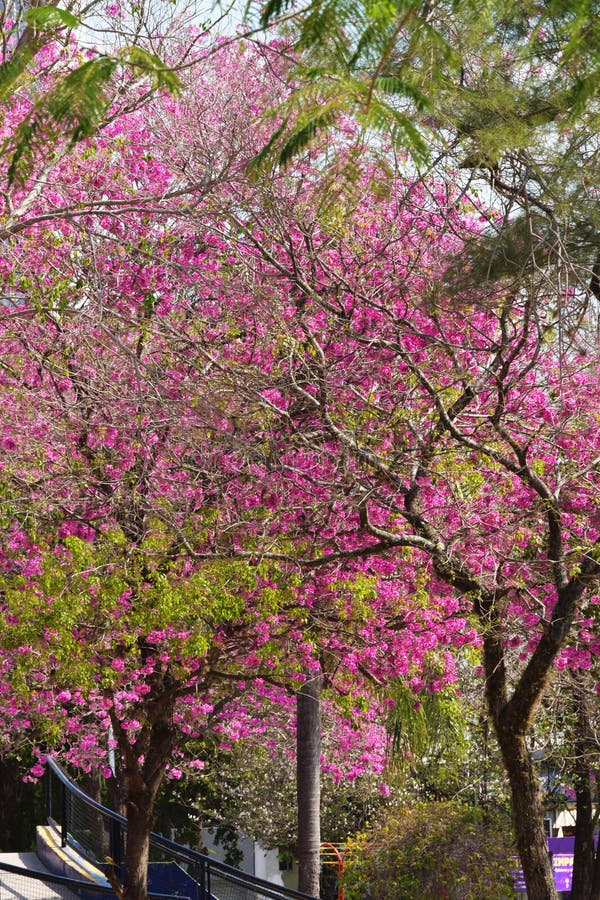 Close-up of pink lapacho flower, a beautiful american tree Stock